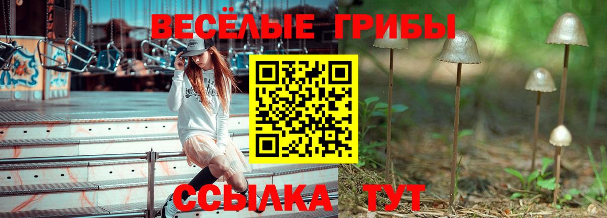 магазин продажи   Вход с VPN  Галлюциногенные грибы Psilocybe  Геленджик  Галлюциногенные грибы Psilocybe 